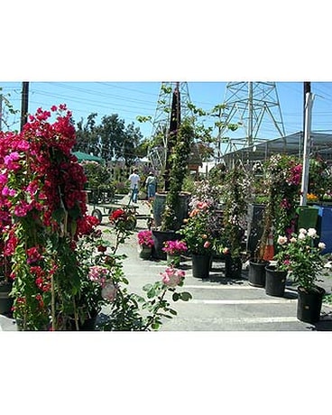 Our Store