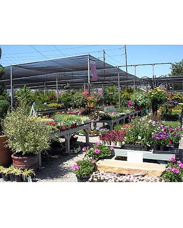 Our Store