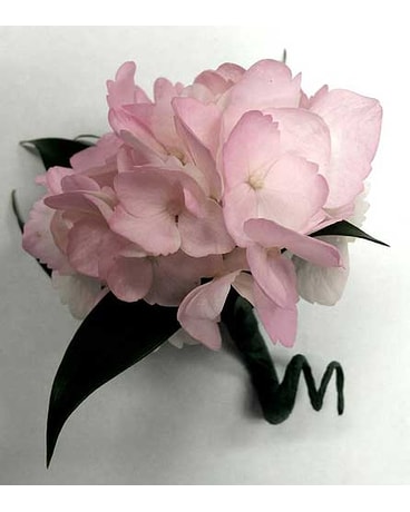 Pink Hydrangea Bout