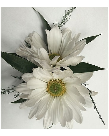 White Daisy Bout.