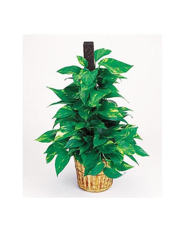 Golden Pothos on Pole