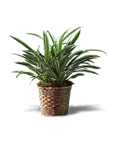 Dracaena Warneckii