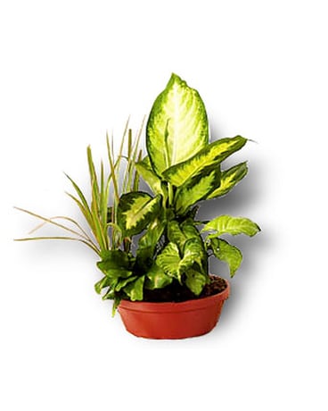 Small Dish Garden