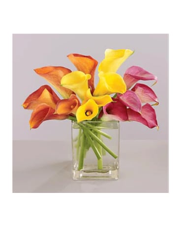 Colorful Mini Callas