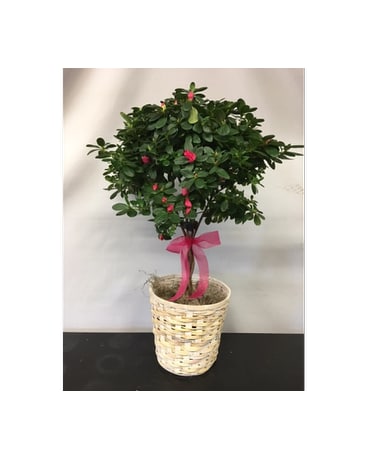 Azalea Tree