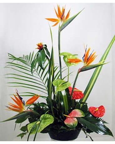 Huddart Tropical Vacation