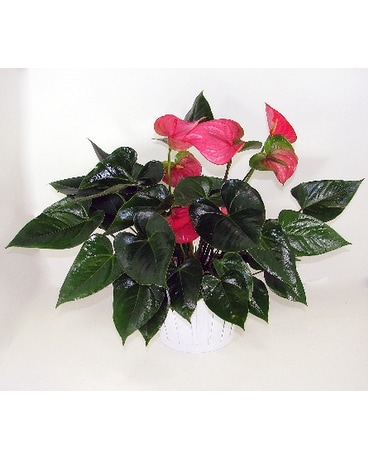 Anthurium Plant