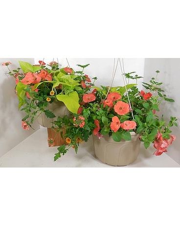 Huddart Outdoor Plants