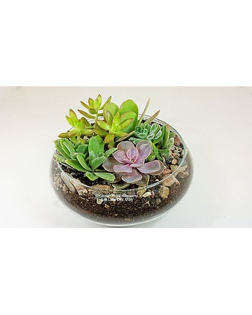 Sweet Succulent Garden