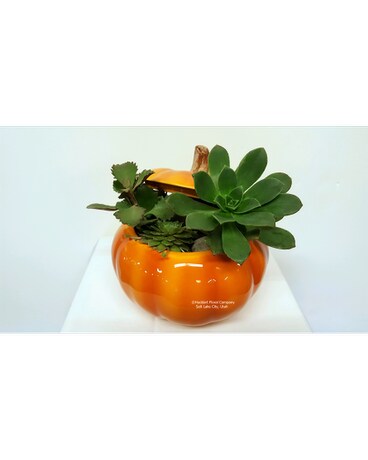 Succulent Pumpkin Planter