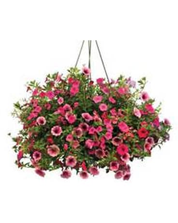 Hanging Baskets