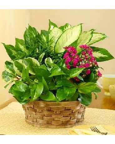Blooming Dish Garden