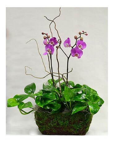 Orchid Splendor
