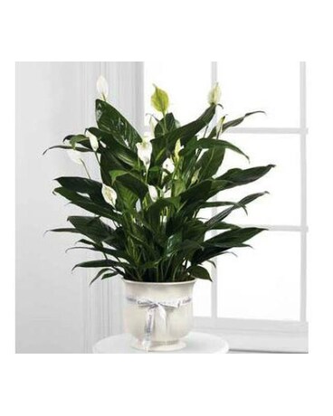 The FTD® Comfort Planter