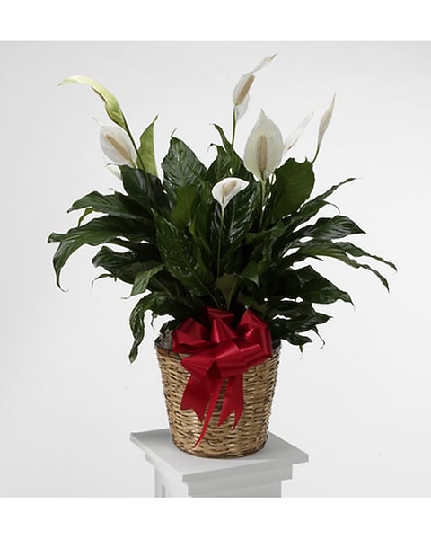 Tropical Peace Lily in Southfield MI - Thrifty Florist