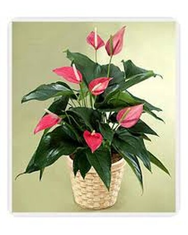 Stunning Pink Anthurium