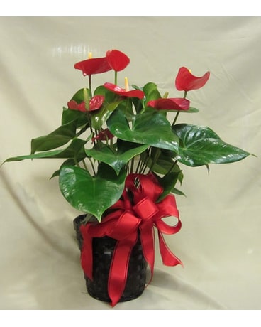 Marvelous Anthurium Plant