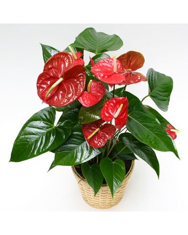 Gorgeous Large Anthurium Plant