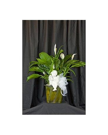 Commemorative Peace Lily Flower Arrangement