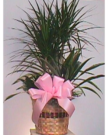 Large combination planter