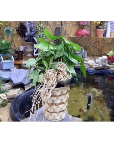 Arrowhead plant