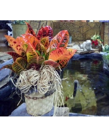 Croton plant