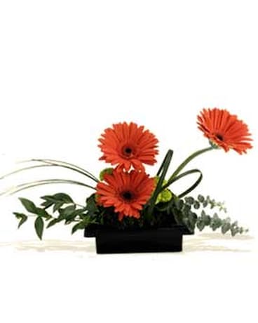 Teleflora's Zen Gerbera Bowl