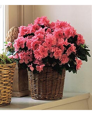 Pink Azalea