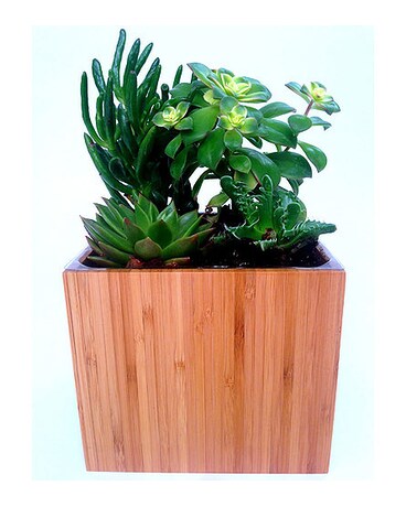 Succulent Garden Flower Arrangement