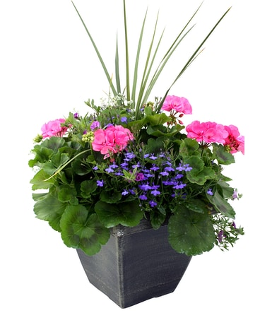 Geranium Combo Porch Pot