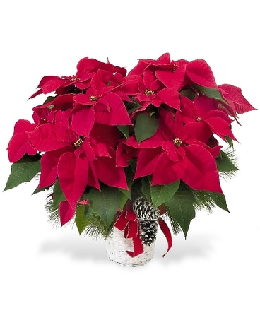 Holiday Poinsettia With Pine Cones and Greens Flower Arrangement
