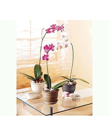 Potted Orchids