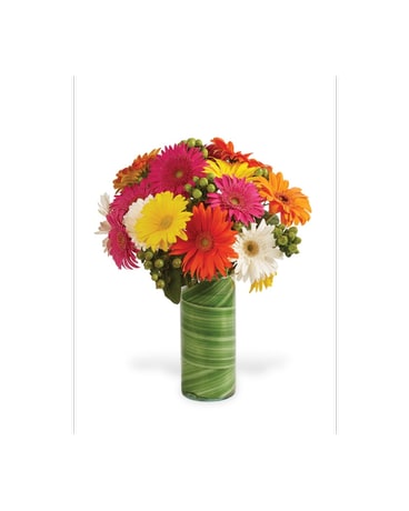 Gerbera With A Twist!