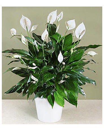 Peace Lily Plant