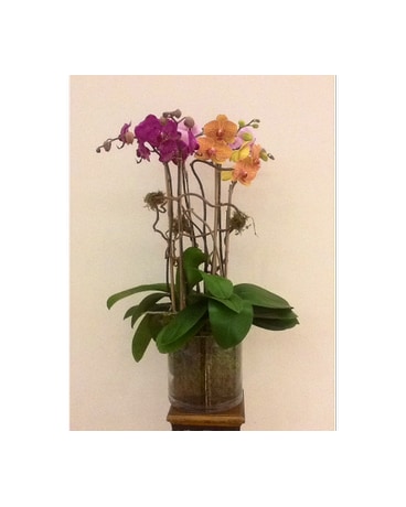 Triple Stem Orchid Plant