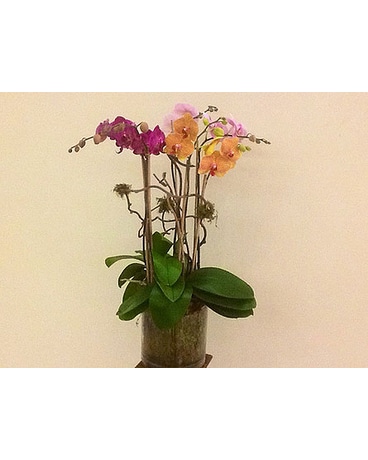 Double stem Orchid plant