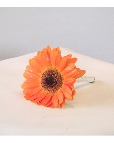 Daisy Delight