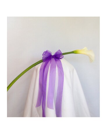 Graceful Calla Lilly