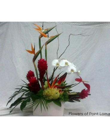 Tropical Celebrations