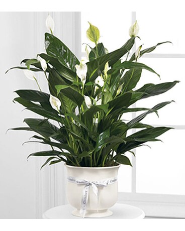 Comfort Planter
