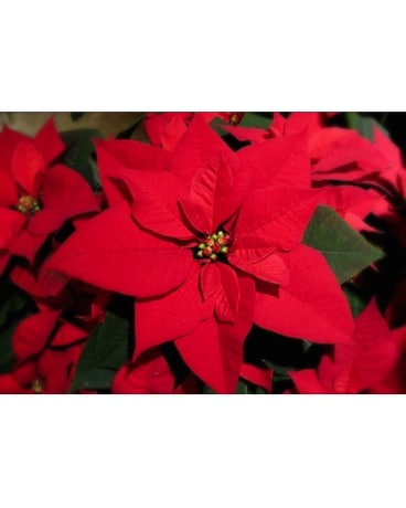 Custom Holiday Planter