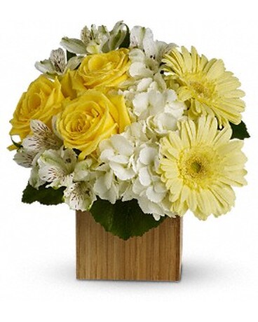 zen gerberas