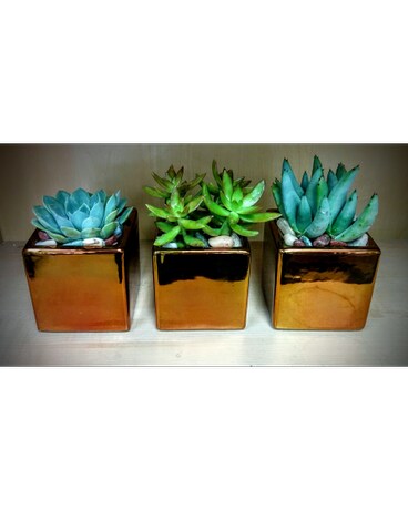 Succulent  cube Trio