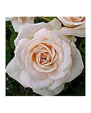 Porcelina (Peach)
