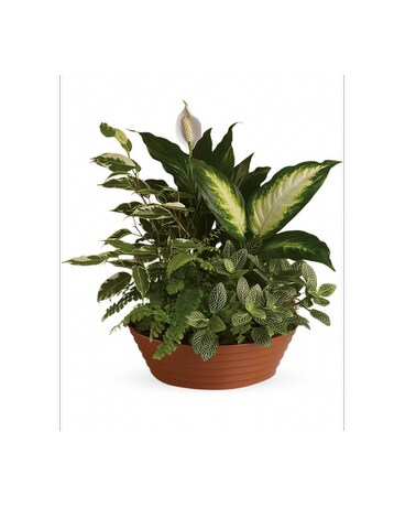Custom Dish Gardens
