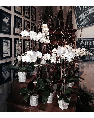 Super Special Phalaenopsis orchid, double spiked! Flower Arrangement