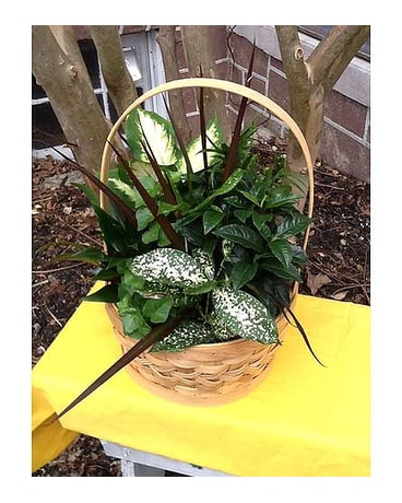 Country Plant Basket