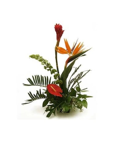 Traditional Tropical