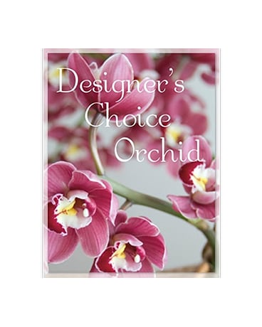 Designer's Choice Orchid Plant