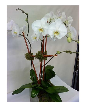 White Phalaenopsis Orchid